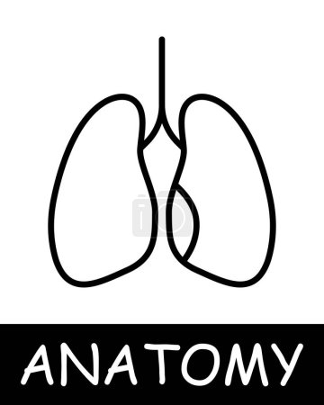 Illustration for Lungs line icon. Air, filter, purification, anatomy, medicine, teaching, doctor, nurse, human, body, physiology. Vector line icon for business and advertising - Royalty Free Image