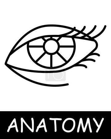 Illustration for Eye line icon. Pupil, lens, eyelid, anatomy, medicine, teaching, doctor, nurse, human, body, physiology. Vector line icon for business and advertising - Royalty Free Image