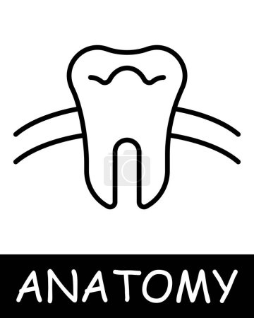 Illustration for Tooth line icon. Dentist, enamel, treatment, anatomy, medicine, teaching, doctor, nurse, human, body, physiology. Vector line icon for business and advertising - Royalty Free Image