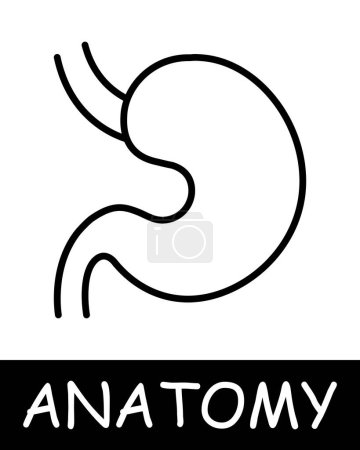 Illustration for Stomach line icon. Digestion, food, acidity, anatomy, medicine, teaching, doctor, nurse, human, body, physiology. Vector line icon for business and advertising - Royalty Free Image