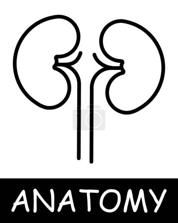 Illustration for Kidneys line icon. Filtration, organ, filter, anatomy, medicine, teaching, doctor, nurse, human, body, physiology. Vector line icon for business and advertising - Royalty Free Image