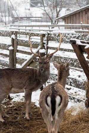 Photo for Two deers are standing near the fence. Young deer near the house in the mountains. Snowy winter day - Royalty Free Image