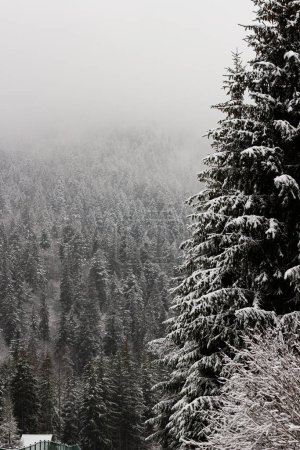 Viele Weihnachtsbäume im Nebel. Winterwald in den Bergen. Eves sind mit Schnee bedeckt. Eine Mauer aus Bäumen. Weihnachtsstimmung. Kaltes Wetter in den Karpaten. Eine Reise in Winterstimmung. Schöne Aussicht auf die Landschaft.