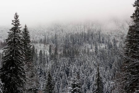 Beaucoup d'arbres de Noël dans le brouillard. Forêt hivernale dans les montagnes. Les murailles sont couvertes de neige. Un mur d'arbres. Ambiance de Noël. Temps froid dans les Carpates. Un voyage dans l'ambiance hivernale. Belle vue sur le paysage.