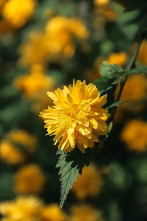 Téléchargez les photos : Kerria Japonaise. Fleurs jaunes fleurissant sur les branches. Fleurs jaunes. Floraison printanière. Photo de la nature. - en image libre de droit