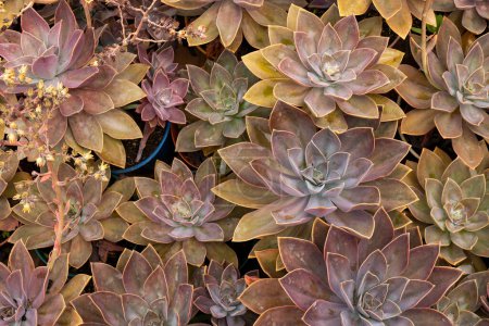 Téléchargez les photos : Beautiful garden succulent - Graptopetalum paraguayense - graptopetal - en image libre de droit