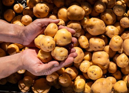 Téléchargez les photos : Pomme de terre jaune entre les mains du fermier sur la place du marché colombien - Solanum phureja - en image libre de droit