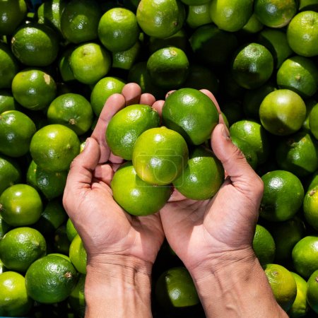 Téléchargez les photos : Citrus x aurantiifolia - citron vert dans les mains du fermier sur la place du marché colombien - en image libre de droit