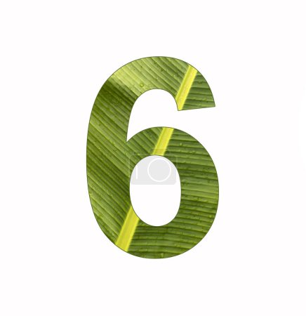 Téléchargez les photos : Numéro 6 - Chiffre six sur fond de feuille de bananier - en image libre de droit