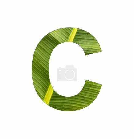 Téléchargez les photos : Alphabet Lettre C - Fond de feuille de bananier - en image libre de droit