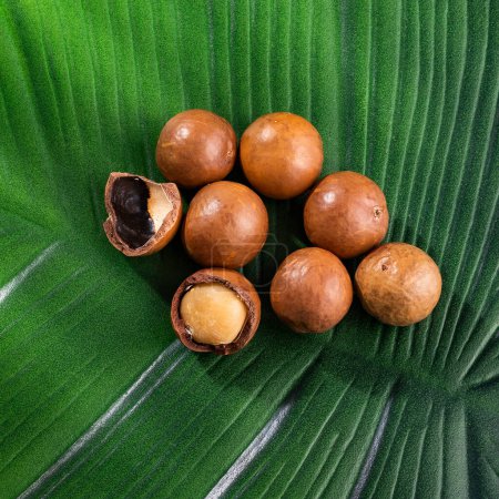 Téléchargez les photos : Noix de macadamia bio sur la feuille verte - Macadamia integrifolia - en image libre de droit