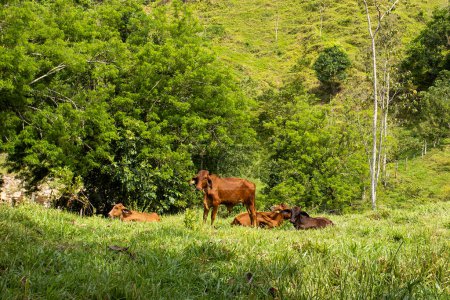 Foto de Beautiful landscape with bovine animals in the fields of Colombia - Imagen libre de derechos