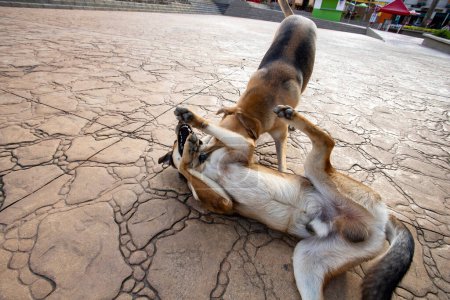 Zwei mittelgroße Straßenhunde spielen auf dem Gehweg