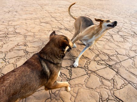 Foto de Dos perros callejeros jugando y saltando en el pavimento - Imagen libre de derechos