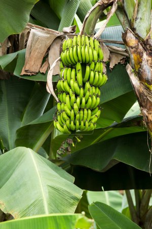 Photo for Musa x paradisiaca - Bunch of green and unripe bananas in agricultural plantation - Royalty Free Image