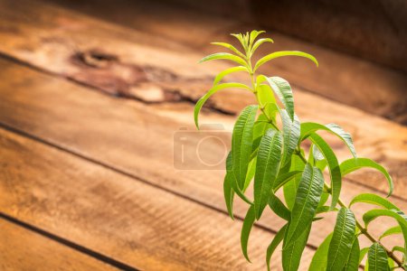 Planta fresca de verbena de limón orgánico - Aloysia citrodora