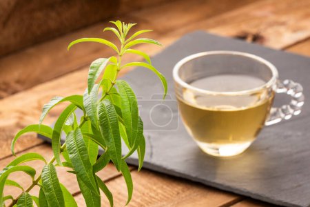 Photo for Lemon verbena medicinal healthy tea - Aloysia citrodora - Royalty Free Image