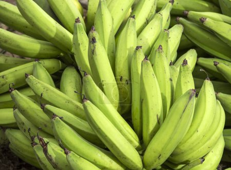 Photo for Lots of fresh green banana, just harvested - Musa x paradisiaca - Royalty Free Image