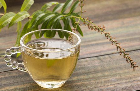 Photo for Lemon verbena medicinal healthy tea - Aloysia citrodora - Royalty Free Image