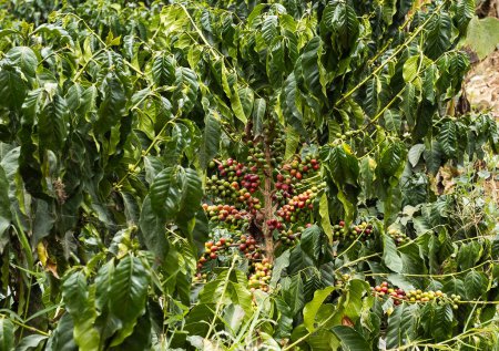 Photo for Organic coffee plant with green, red and yellow berries - Royalty Free Image