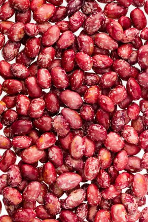 fresh pinto beans seeds - Phaseolus vulgaris pinto