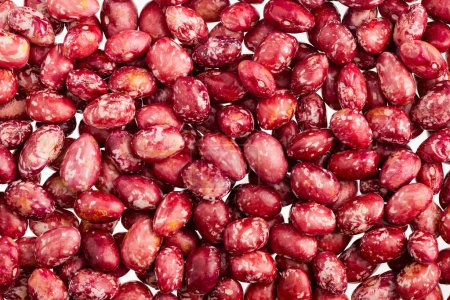 Phaseolus vulgaris pinto - fresh pinto bean seeds