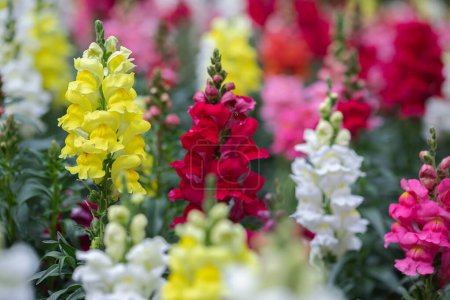 Téléchargez les photos : Belles fleurs de snapdragon fleurissant dans le jour du printemps. Antirrhinum majus. - en image libre de droit