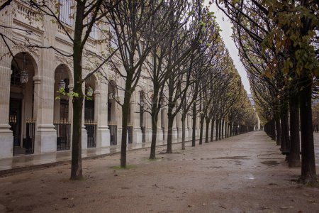 Photo for Bare trees line a deserted path along the Palais Royal in Paris, with the ground scattered with fallen leaves, quiet of an autumn morning in the city. Travel and trip concepts - Royalty Free Image