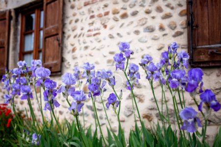 Foto de Vibrantes iris púrpuras florecen contra el fondo rústico de una pared de piedra y una ventana erosionada, mostrando la belleza de la naturaleza junto a la arquitectura histórica. - Imagen libre de derechos