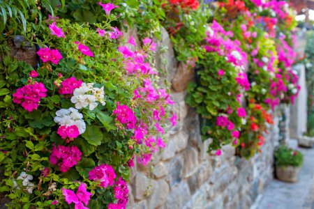 Die Wände der Yvoire sind mit einem Teppich aus Geranien geschmückt, deren rosa und rote Blüten ein atemberaubendes optisches Fest im floralsten Dorf Frankreichs bieten..