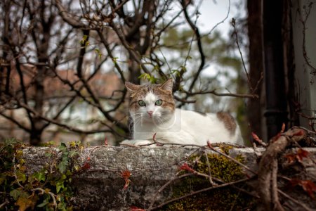 Foto de Un gato disfruta del fresco abrazo de la primavera en una pared rústica en un pueblo europeo, simbolizando la exploración pacífica. - Imagen libre de derechos
