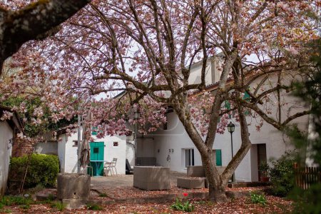 Foto de Un tranquilo patio con un árbol floreciente en plena primavera vibrante, frente a una casa tradicional europea con persianas verdes, invitando a la relajación y la reflexión en un pintoresco entorno de pueblo - Imagen libre de derechos