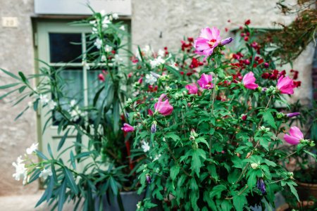 Exhibición vibrante de las flores rosadas contra el telón de fondo de un viejo edificio de piedra con una puerta verde claro, encanto natural del ajuste rústico