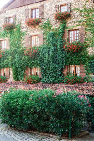 Foto de Una casa de piedra tradicional adornada con persianas de madera y geranios rojos vibrantes, envuelta en una exuberante hiedra verde, se encuentra en el encantador pueblo de Yvoire. - Imagen libre de derechos