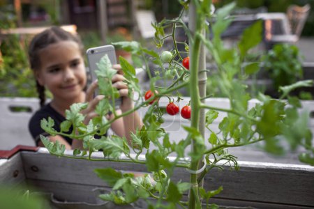 Foto de Una joven con un atuendo casual interactúa con la naturaleza fotografiando tomates maduros con su teléfono inteligente en un jardín urbano. - Imagen libre de derechos