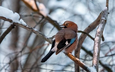 jay bird with a blue tail sits on a branch in a snowy forest.