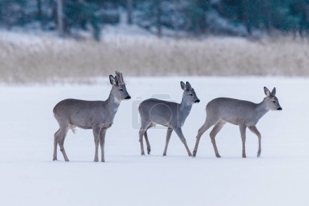 wild deer in winter forest in the snow