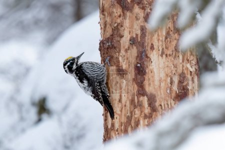 eurasian three-toed woodpecker (Picoides tridactylus) on a tree trunk in the snow