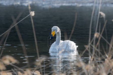 Whoper Swan dans l'eau. Animaux en milieu naturel