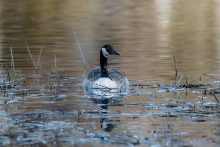 Canadian goose (Branta canadensis) swimming in a pond 