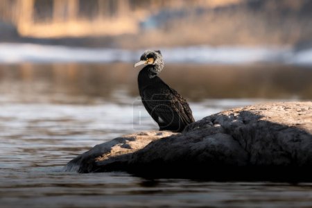 great cormorant (Phalacrocorax carbo) standing on a rock in the sea