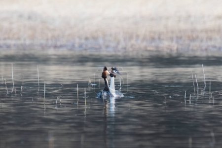two Great Crested Grebe are dancing with grass in the mating season