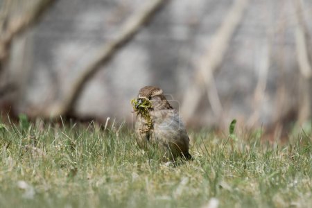 sparrow with a green grass seed in its beak