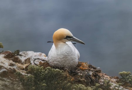 northern gannet sits on a rock on island Helgoland