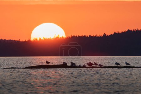 Sonnenuntergang über dem See mit einer Schar Möwen