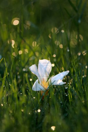 Foto de Close up of white flower on on grass with raindrops. High quality photo - Imagen libre de derechos