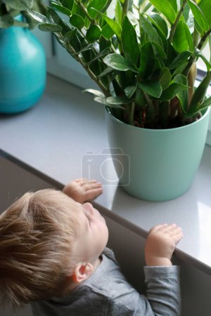 Téléchargez les photos : Enfant jouant sur le rebord de la fenêtre, Zamioculcas plante dans un pot en arrière-plan. Photo de haute qualité - en image libre de droit