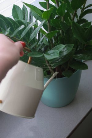 Téléchargez les photos : Close up of womans hand watering a Zamioculcas plant in a pot on windowsill at day light. High quality photo - en image libre de droit