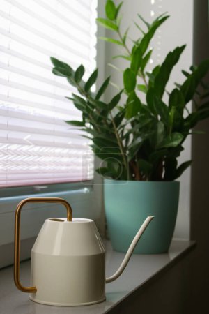 Téléchargez les photos : Close up of waterman and Zamioculcas plant in a pot on windowsill at day light. High quality photo - en image libre de droit