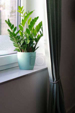 Téléchargez les photos : Gros plan de la plante Zamioculcas dans un pot sur le rebord de la fenêtre à la lumière du jour. Photo de haute qualité - en image libre de droit